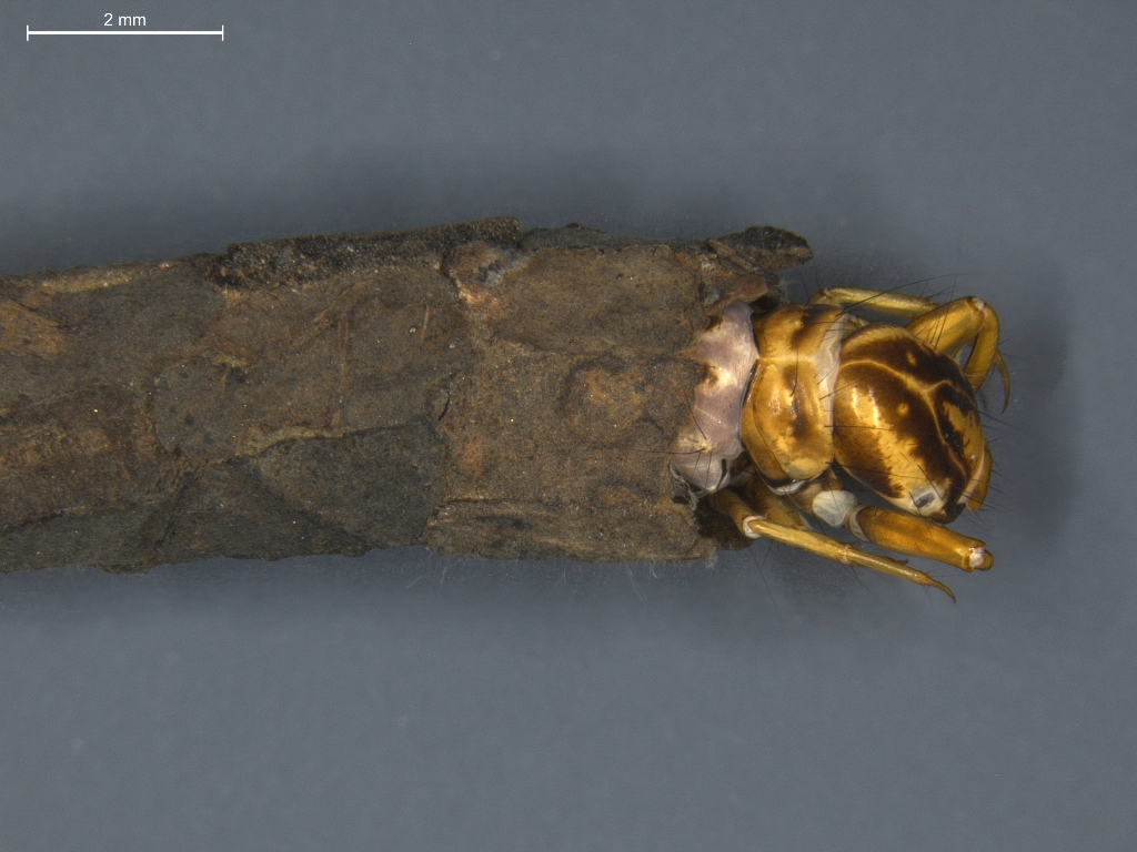 Oligostomis reticulata